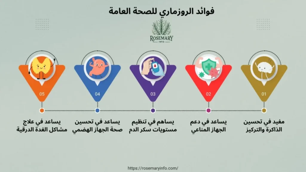 انفوجرافيك يوضح فوائد الروزماري للصحة العامة مثل تحسين الذاكرة ودعم المناعة وتنظيم سكر الدم وتحسين الهضم وعلاج مشاكل الغدة الدرقية.