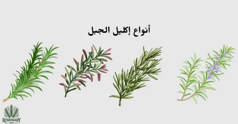 4 أنواع إكليل الجبل