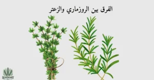 روزماري وزعتر ومكتوب عليها الفرق بين الروزماري والزعتر