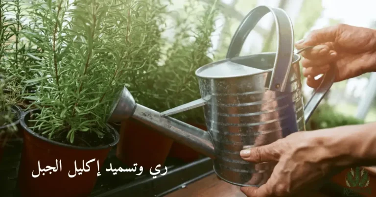 شخص يروي نبات إكليل الجبل ومتكوب عليها ري وتسميد إكليل الجبل