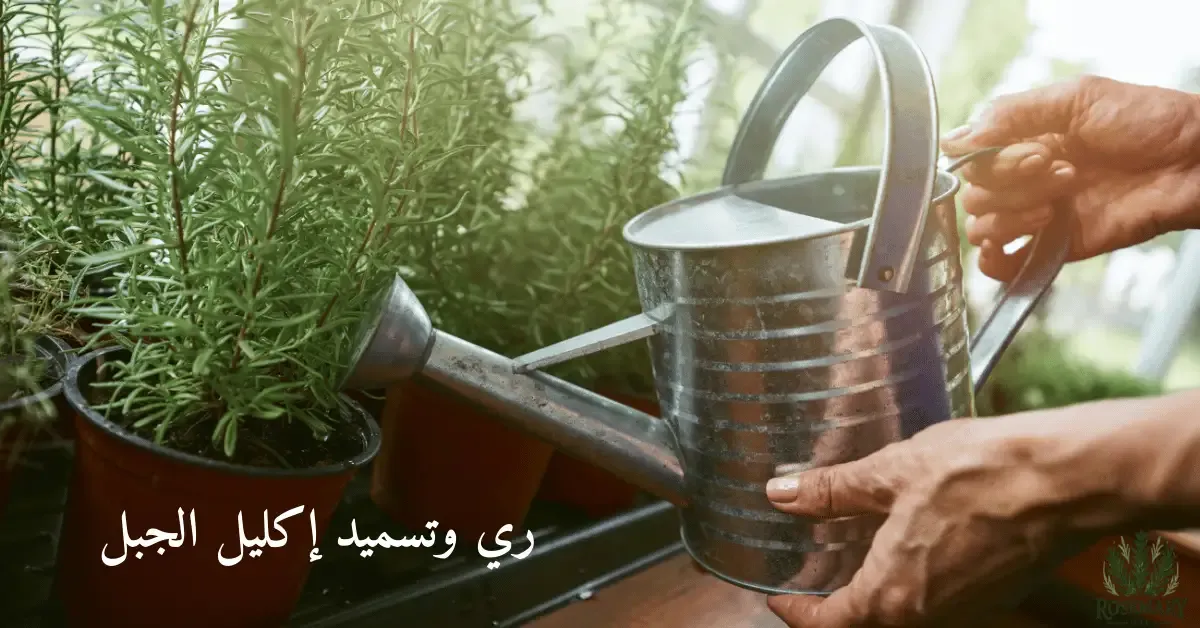 شخص يروي نبات إكليل الجبل ومتكوب عليها ري وتسميد إكليل الجبل