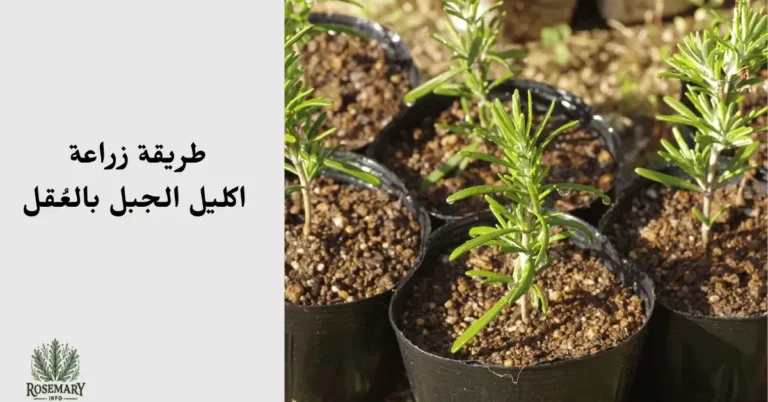 قصاري زرع إكليل الجبل ومكتوب طريقة زراعة اكليل الجبل بالعقل