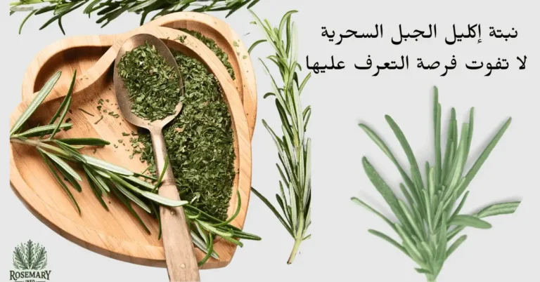 نبتة إكليل الجبل خضراء ومجففة داخل طبق