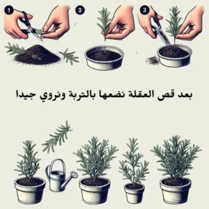 زراعة إكليل الجبل بالعقل خطوة بخطوة