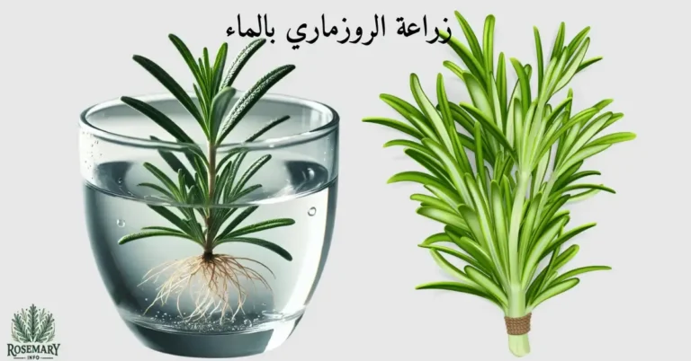 نبتة إكليل الجبل وزراعة الروزماري بالماء