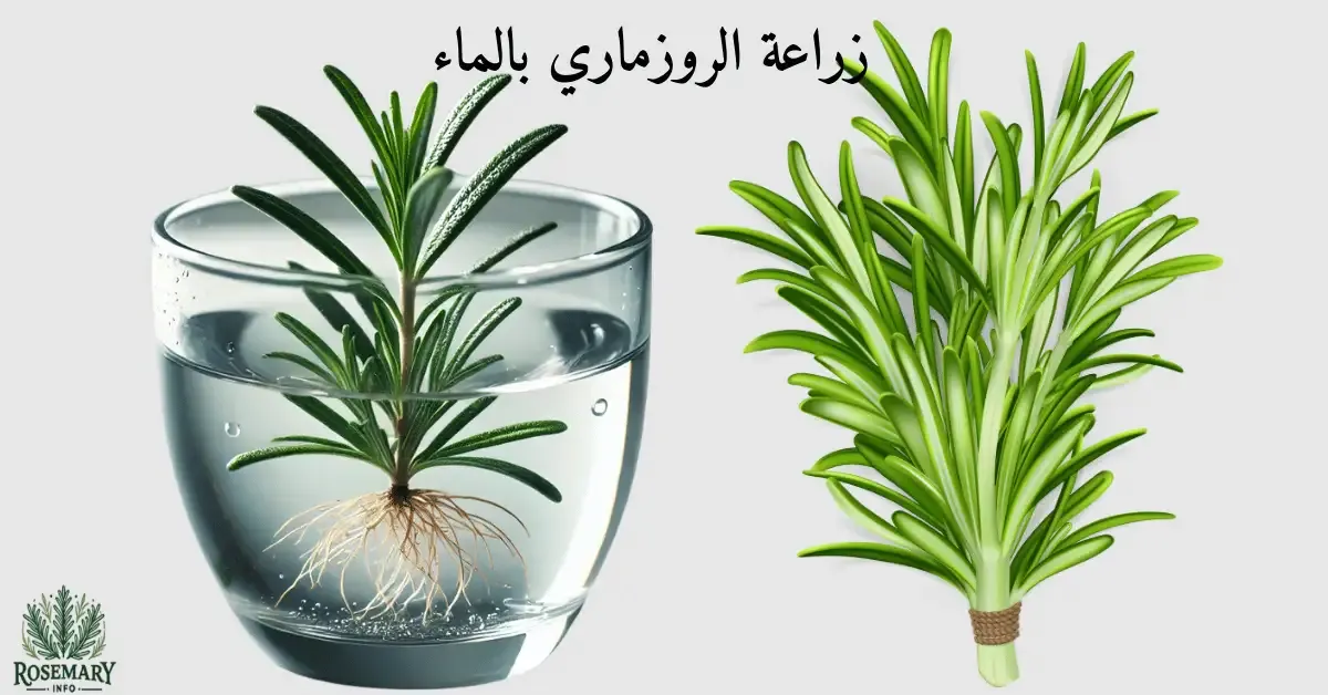نبتة إكليل الجبل وزراعة الروزماري بالماء