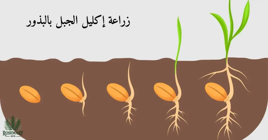 زراعة إكليل الجبل بالبذور في التربة