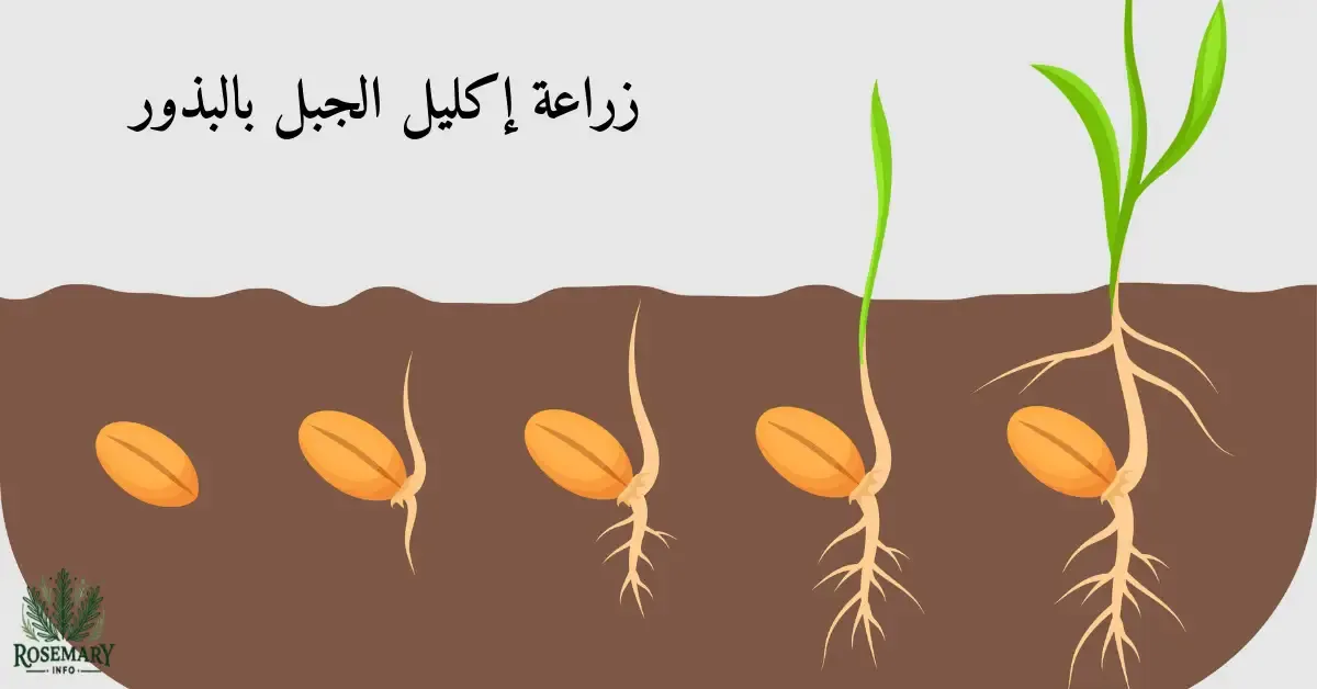 زراعة إكليل الجبل بالبذور في التربة