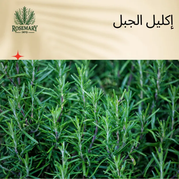 نبات إكليل الجبل أخضر مزروع بحقل وشعار rosemaryinfo