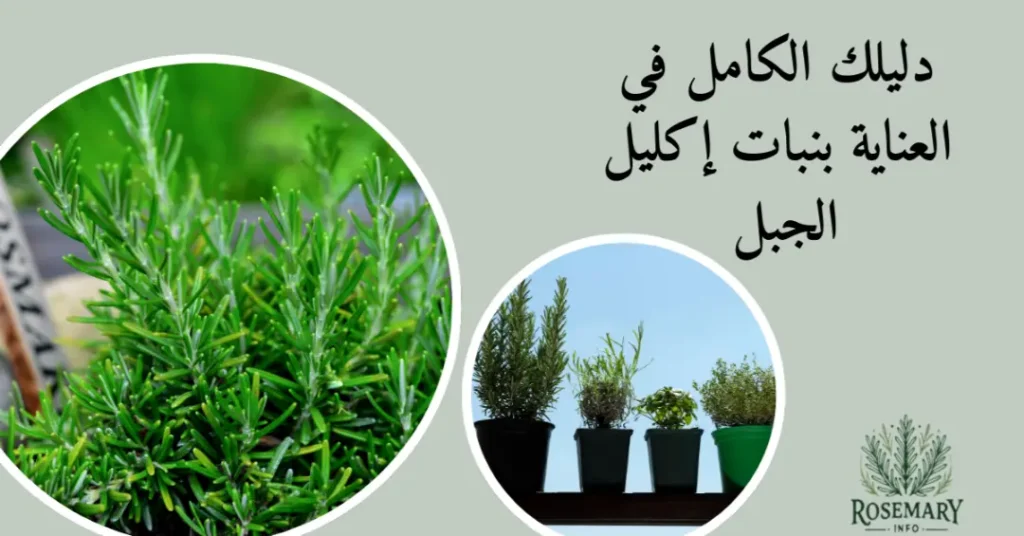 طرق العناية بنبات إكليل الجبل وصور إكليل الجبل وقصاري زراعة إكليل الجبل