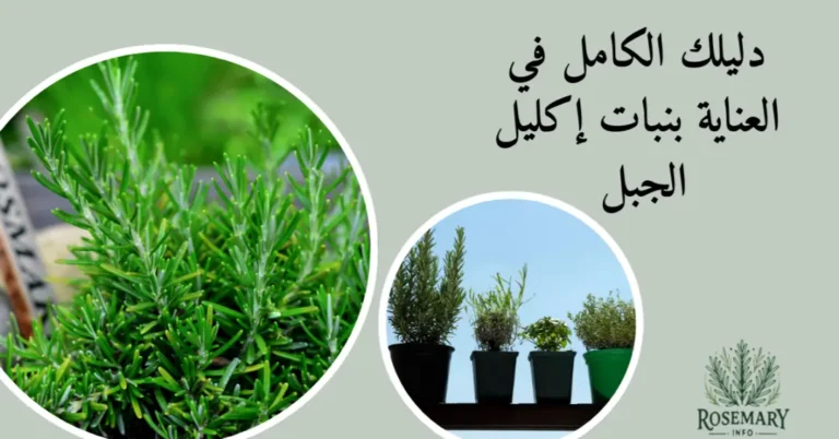 طرق العناية بنبات إكليل الجبل وصور إكليل الجبل وقصاري زراعة إكليل الجبل