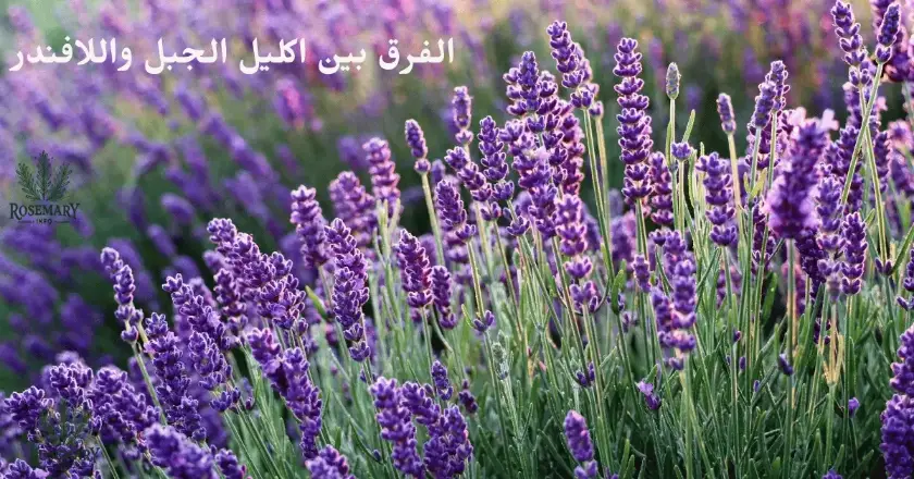 صورة بها نبات الافندر ونبات إكليل الجبل ومكتوب عليها الفرق بين إكليل الجبل واللافندر