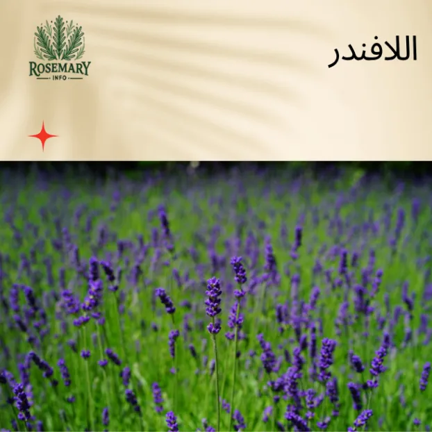 نبات الافندر أخضر مزروع بحقل وشعار rosemaryinfo