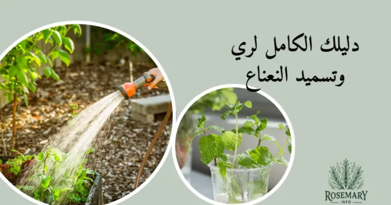 ري نبات النعناع دليلك الكامل لري وتسميد النعناع
