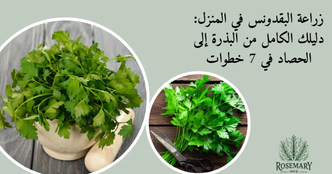 زراعة البقدونس في المنزل في اصيص للزرع