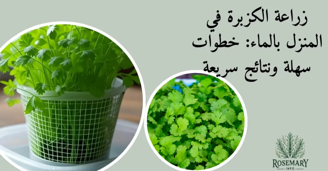 كزبرة مزروعة بالماء و مكتوب نص زراعة الكزبرة في المنزل بالماء وشعار روزماري إنفو