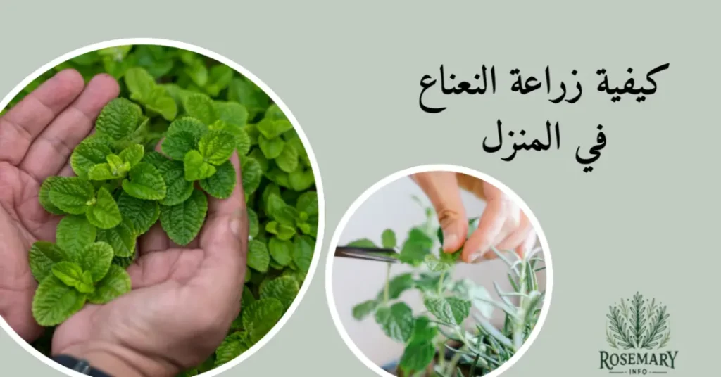 كيفية زراعة النعناع في المنزل وكيفية تقليم النعناع